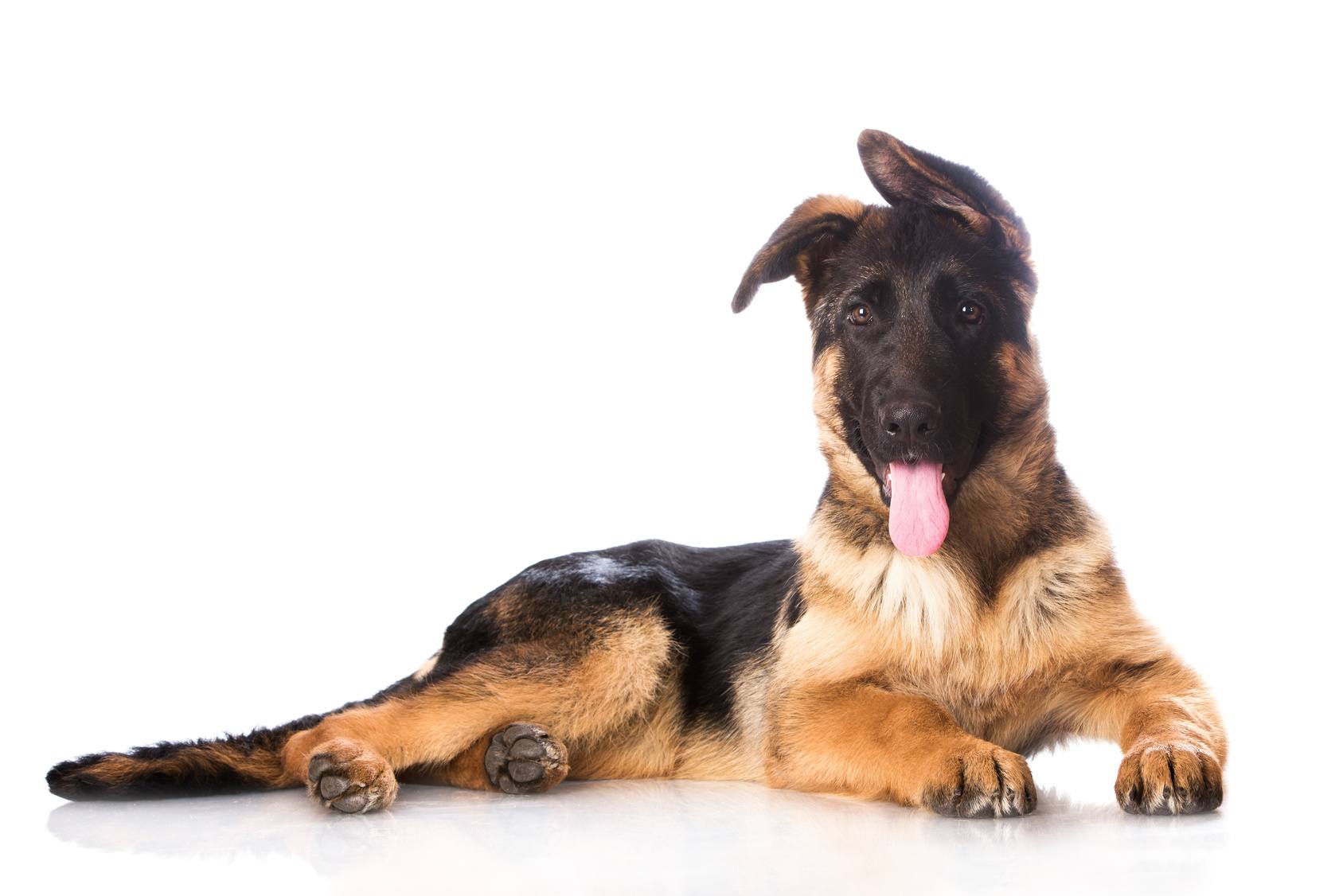 Comment choisir la meilleure assurance pour son chien : laquelle choisir ?
