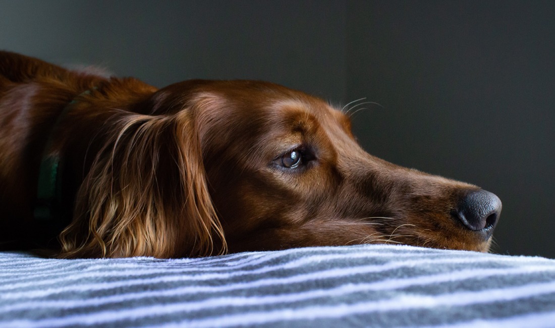 Credit Photo Ryan Stone via Unsplash