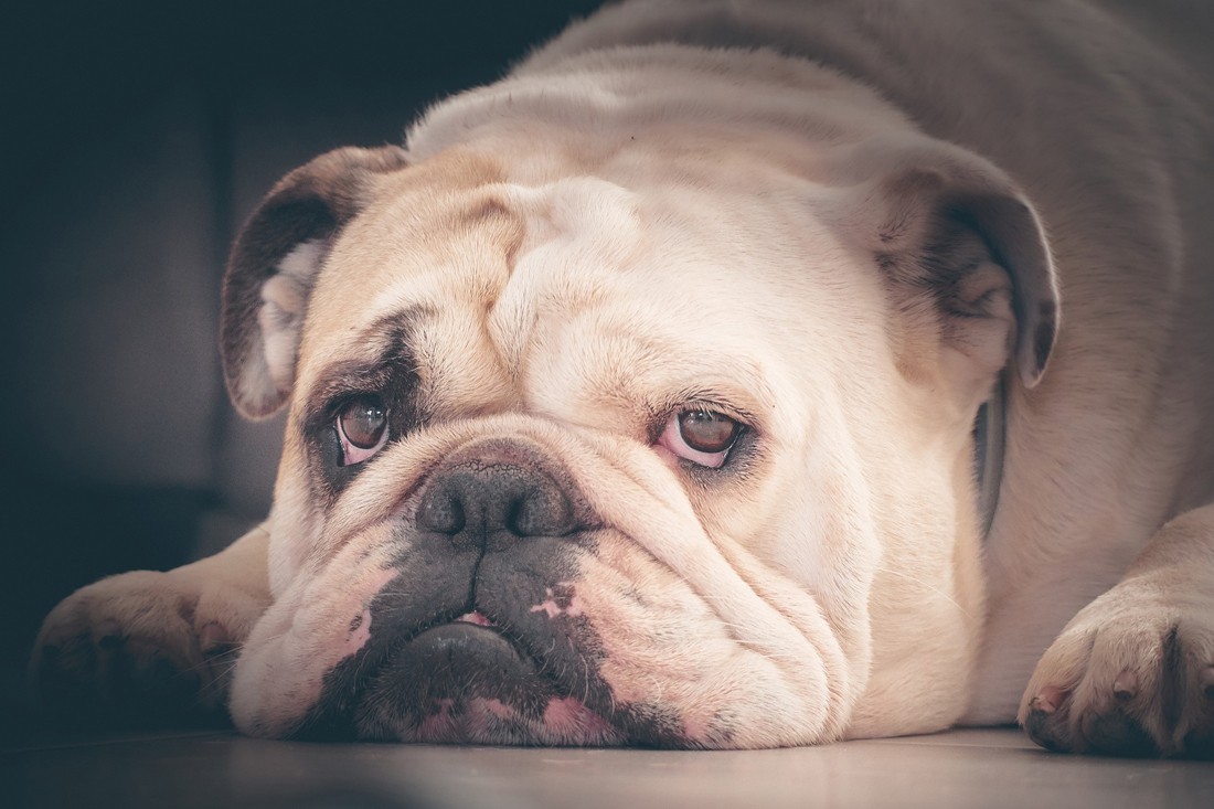 Les maladies chez le bulldog anglais