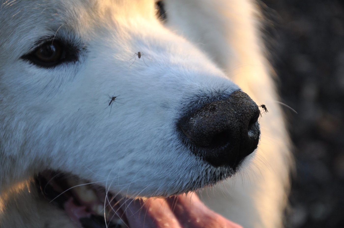Protéger votre chien des moustiques: nos conseils
