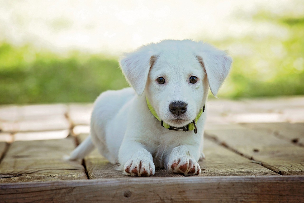 remboursement-medical-chien