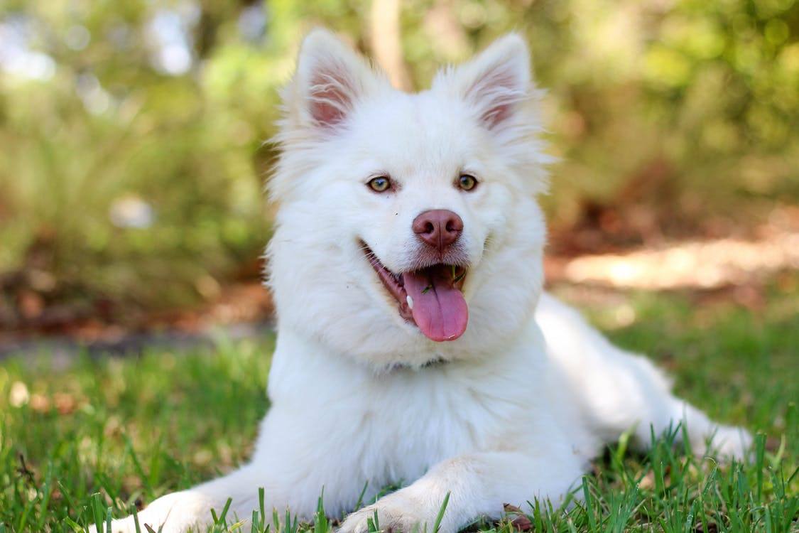 Remboursement des médicaments pour son chien : comment se faire rembourser ?