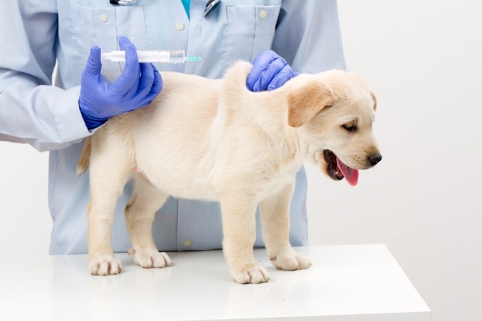 Protéger son chien en le vaccinant : pourquoi est-ce important de vacciner son chien ?