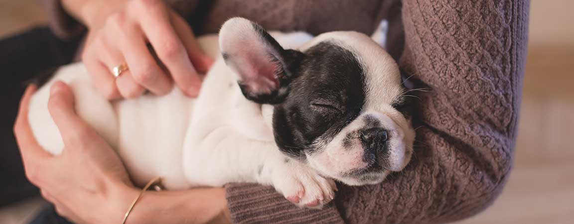Les 5 Maladies Qui Frappent Le Bouledogue Francais